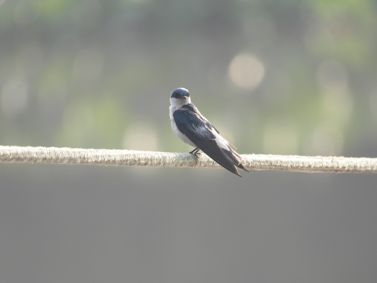 White-rumped Swallow - ML625451213