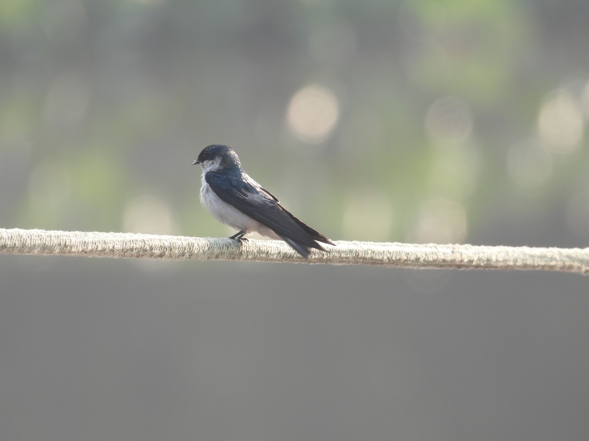 White-rumped Swallow - ML625451214