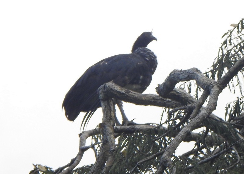 Horned Screamer - Andy Frank