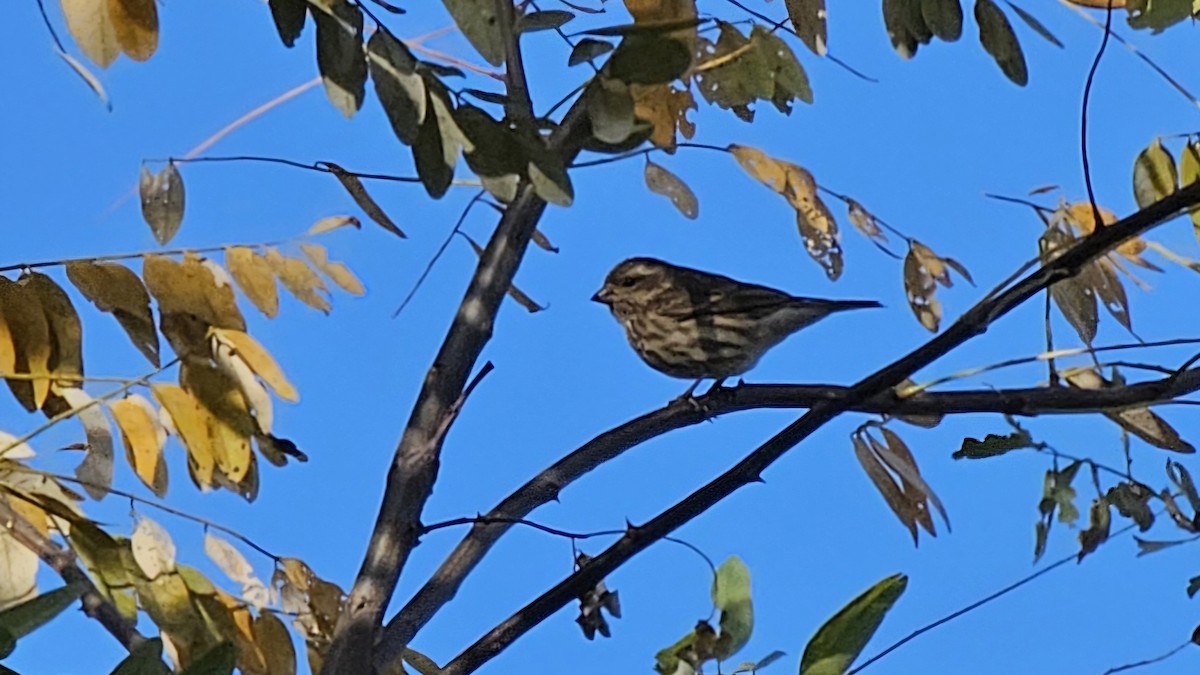 Purple Finch - ML625451430