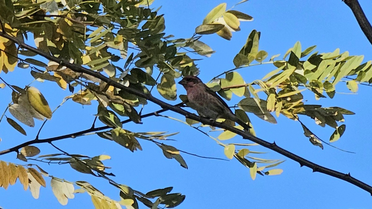 Purple Finch - ML625451436