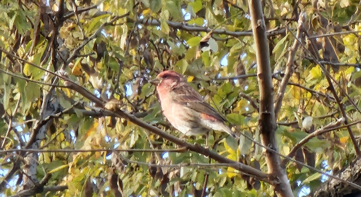 Purple Finch - ML625451437