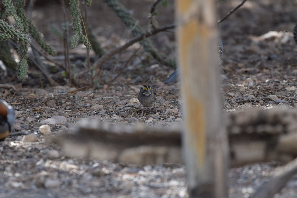 Weißkehlammer - ML625451558