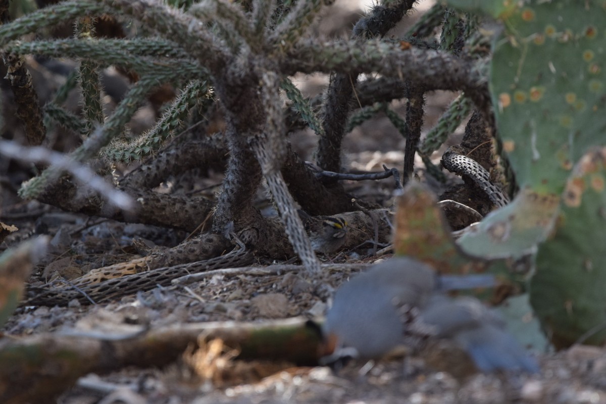 Weißkehlammer - ML625451559