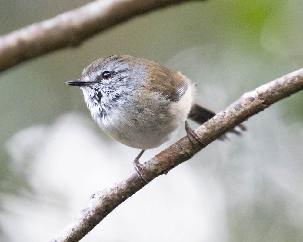 Brown Gerygone - ML625451562