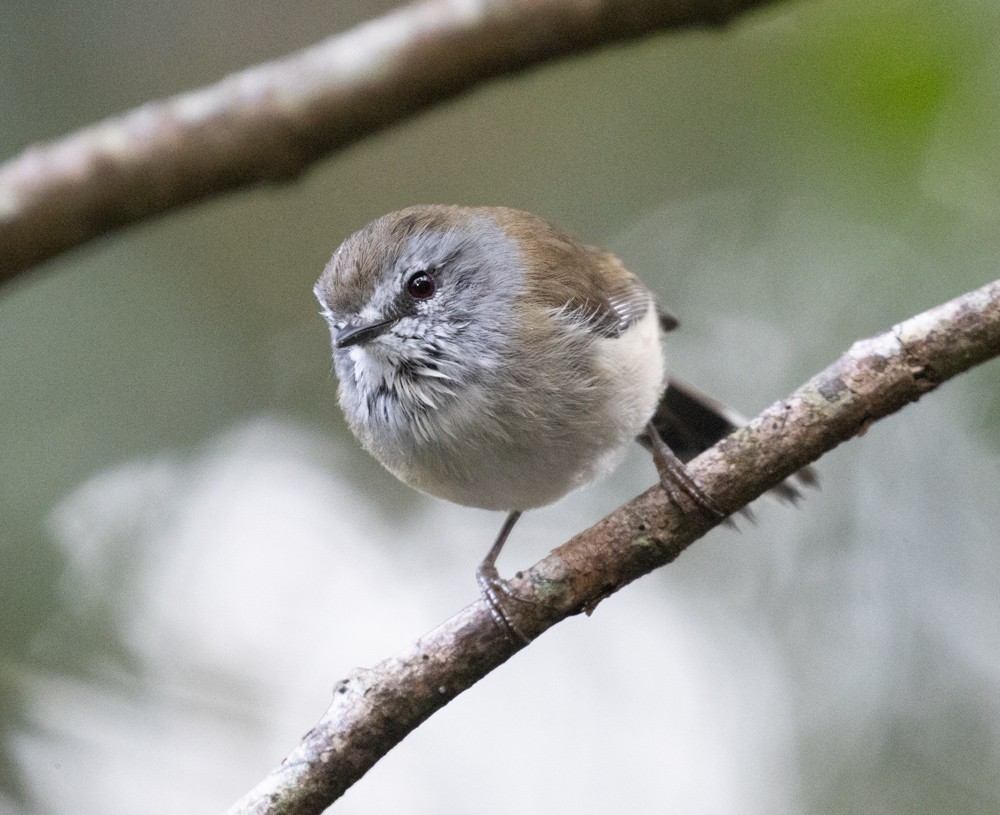 Brown Gerygone - ML625451565