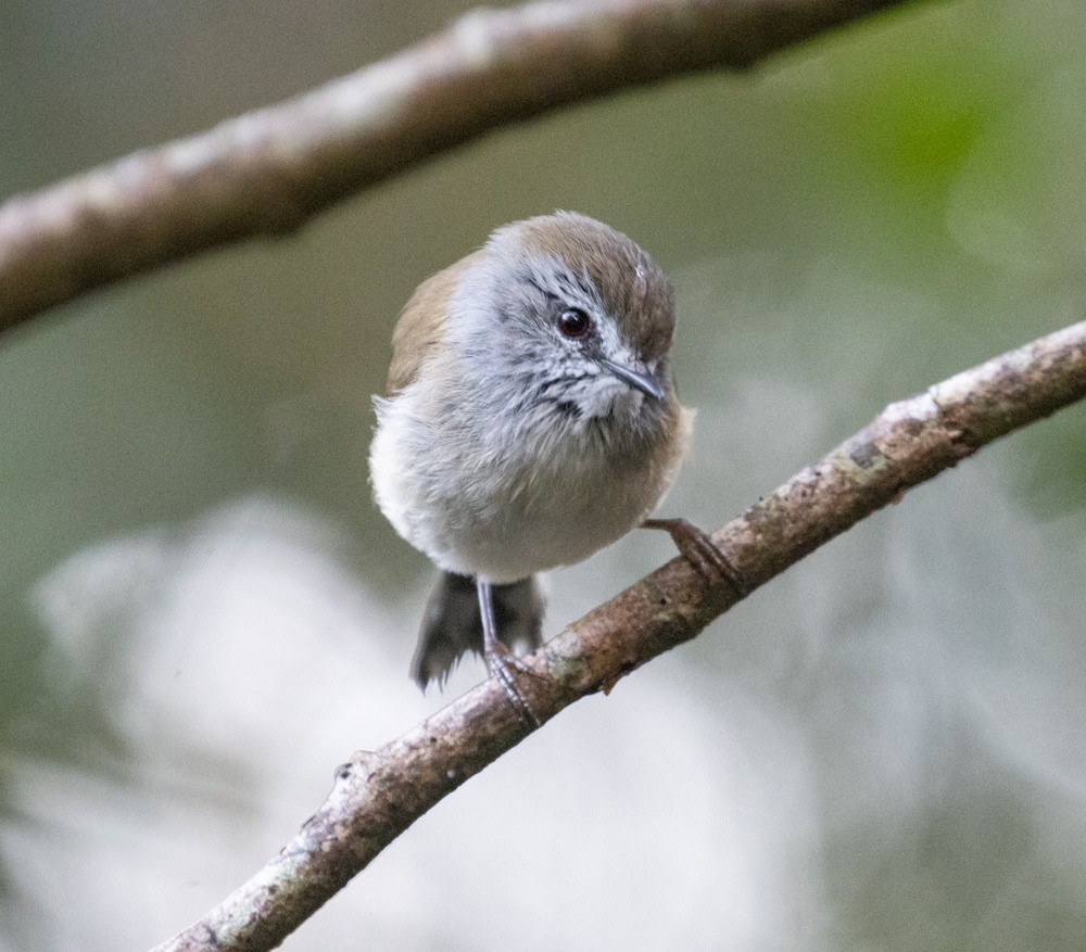 Brown Gerygone - ML625451568