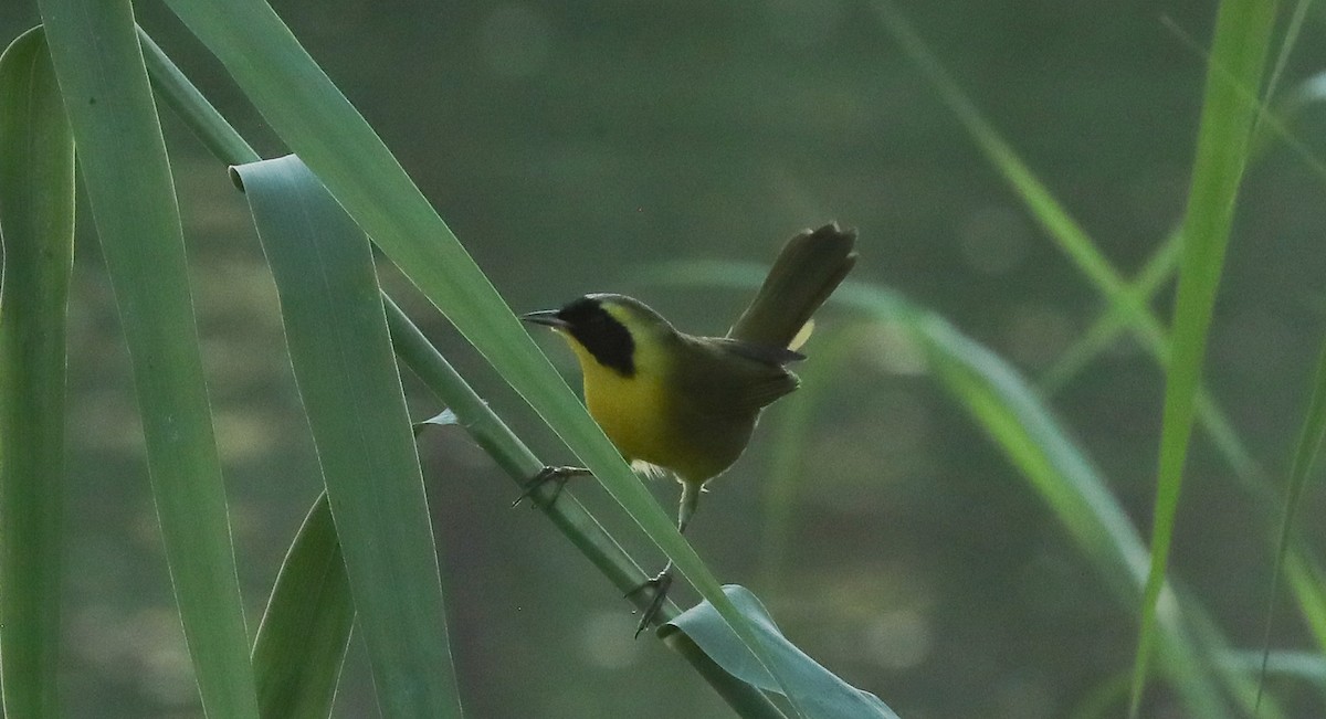 Belding's Yellowthroat - ML625451780