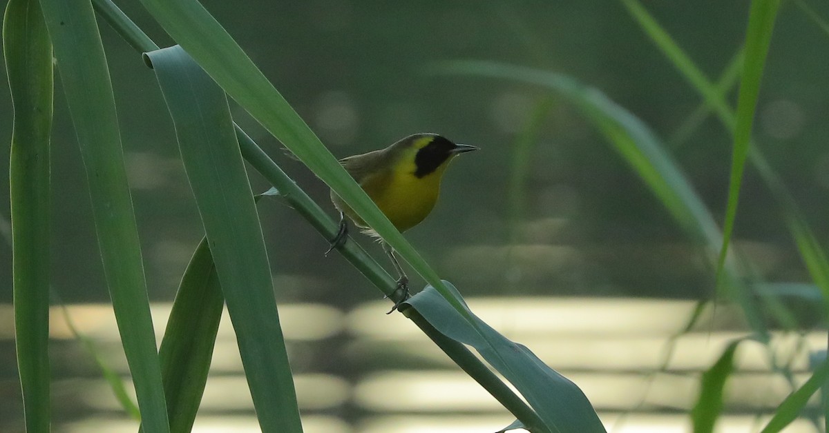 Belding's Yellowthroat - ML625451781