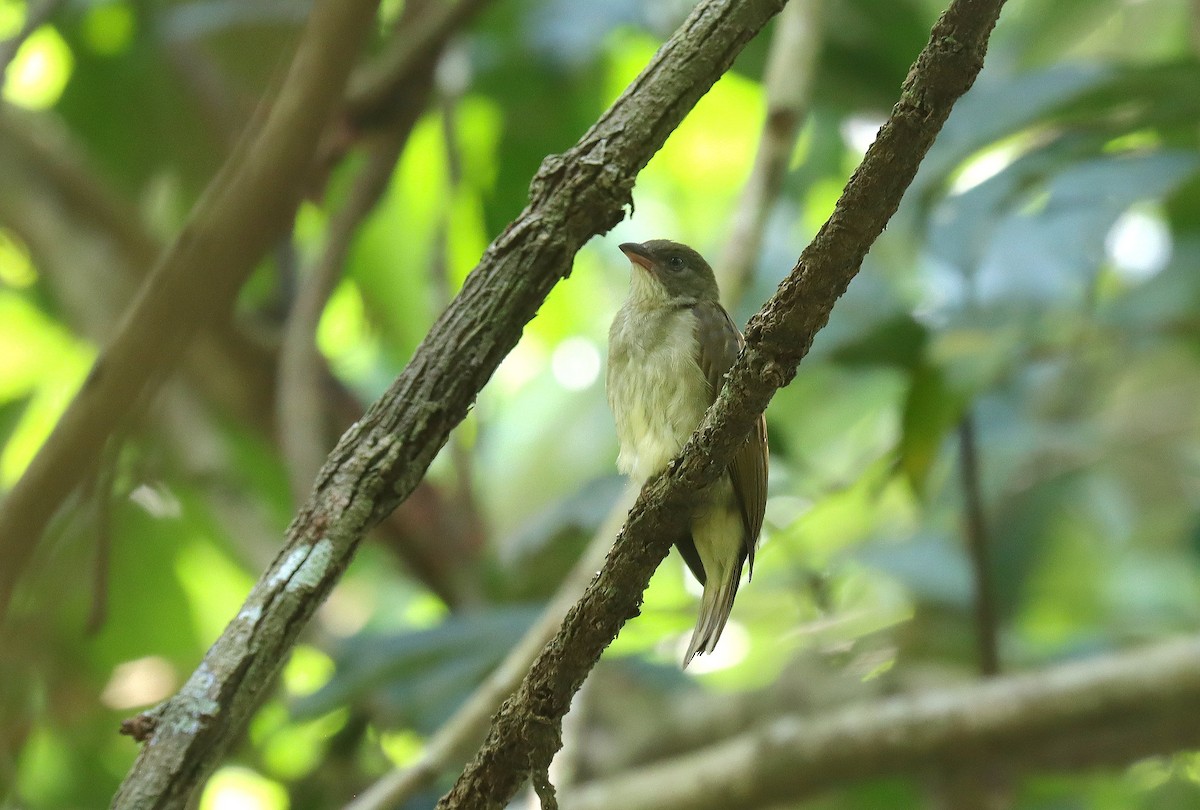 Malaysian Honeyguide - ML625451824