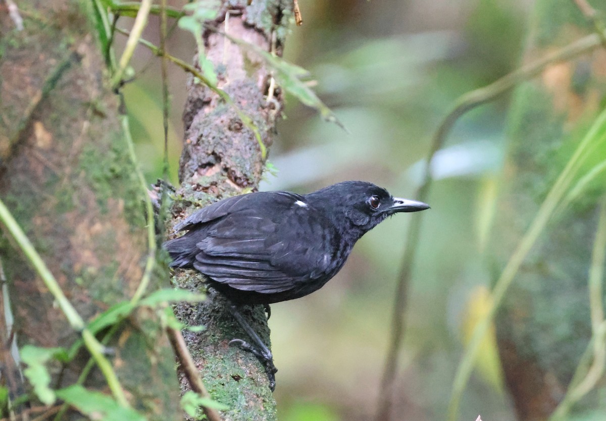 Stub-tailed Antbird - ML625451861