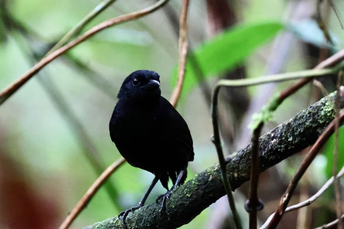 Stub-tailed Antbird - ML625451931