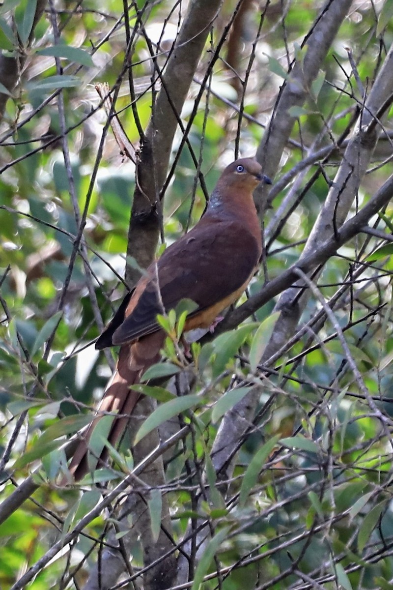 Brown Cuckoo-Dove - ML625451983