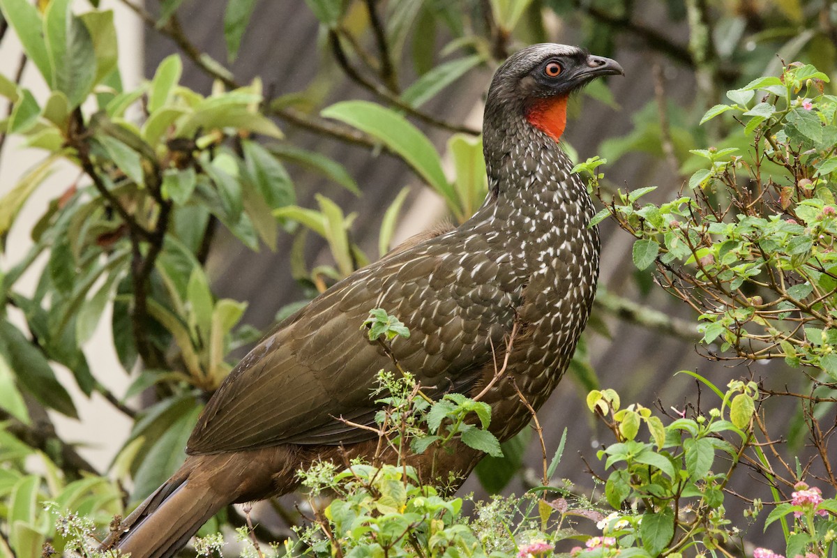 Dusky-legged Guan - ML625451993