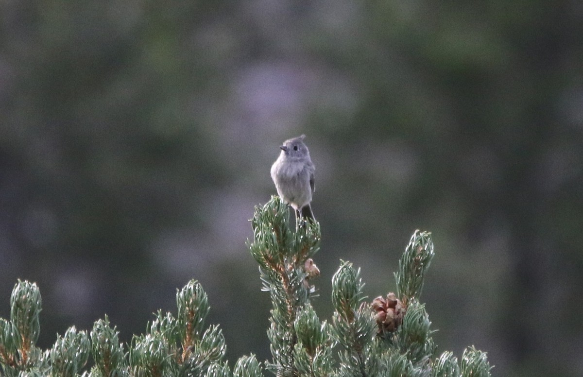 Juniper Titmouse - ML625452003