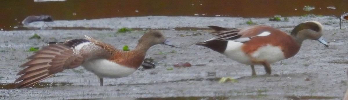 American Wigeon - ML625452037