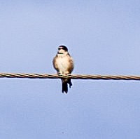Tree Martin - ML625452136