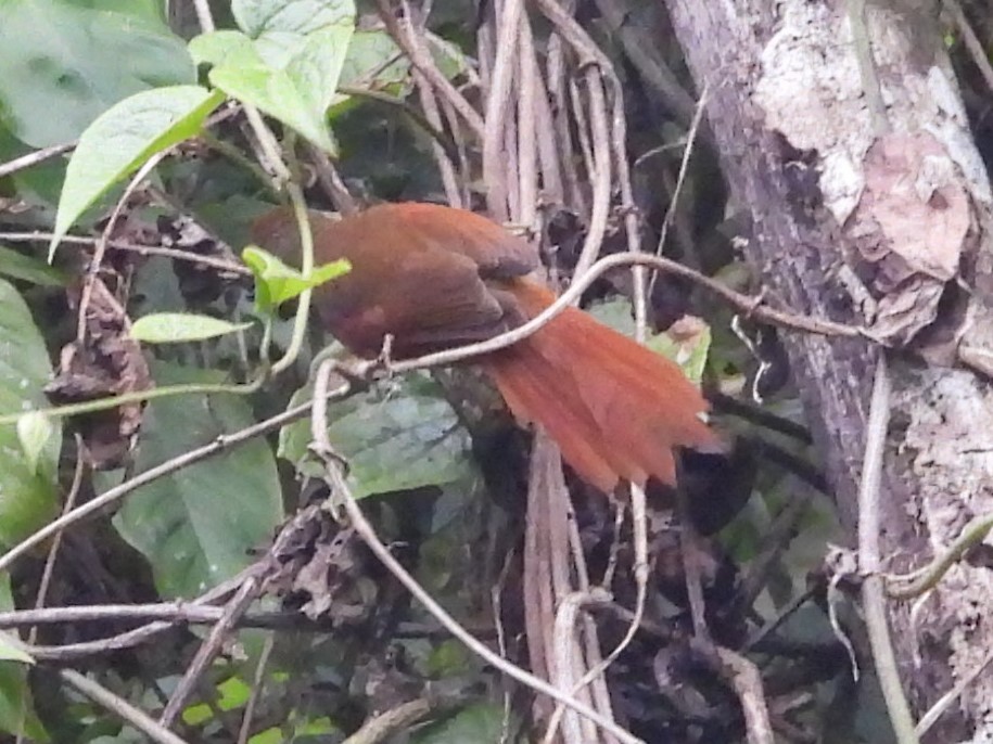 Red-faced Spinetail - ML625452139