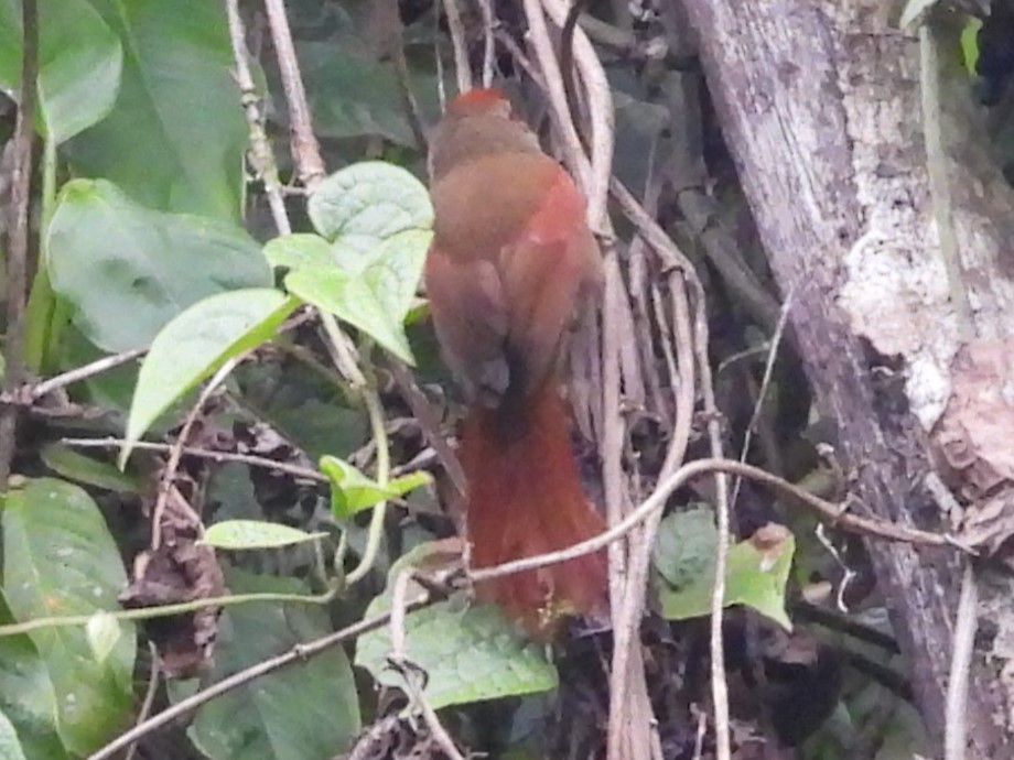 Red-faced Spinetail - ML625452142