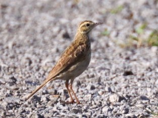 Australian Pipit - ML625452149