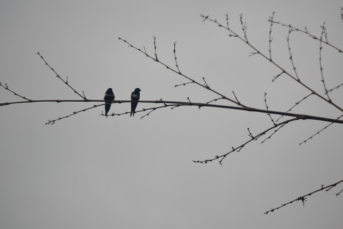 Golondrina Fajiblanca - ML625452155