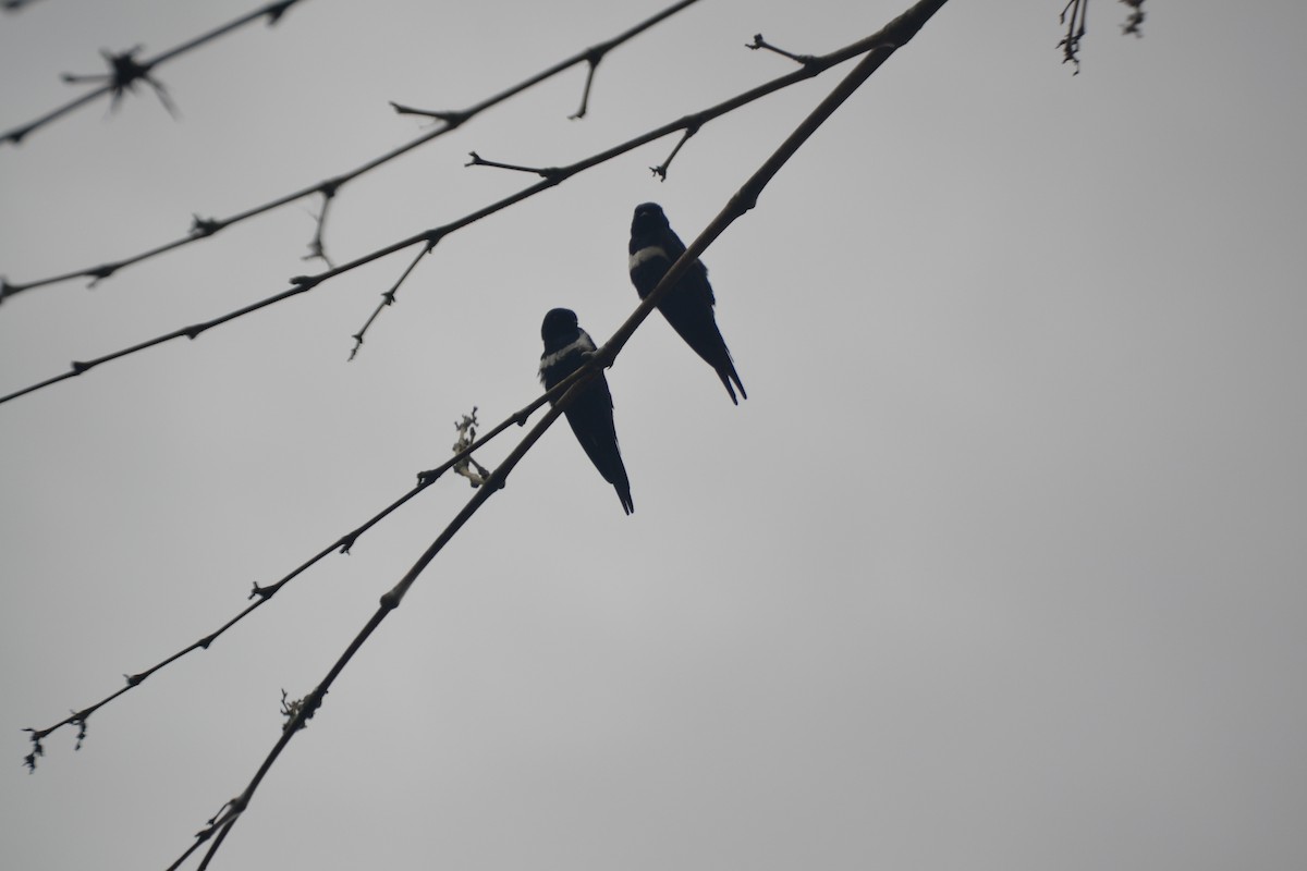 White-banded Swallow - ML625452156