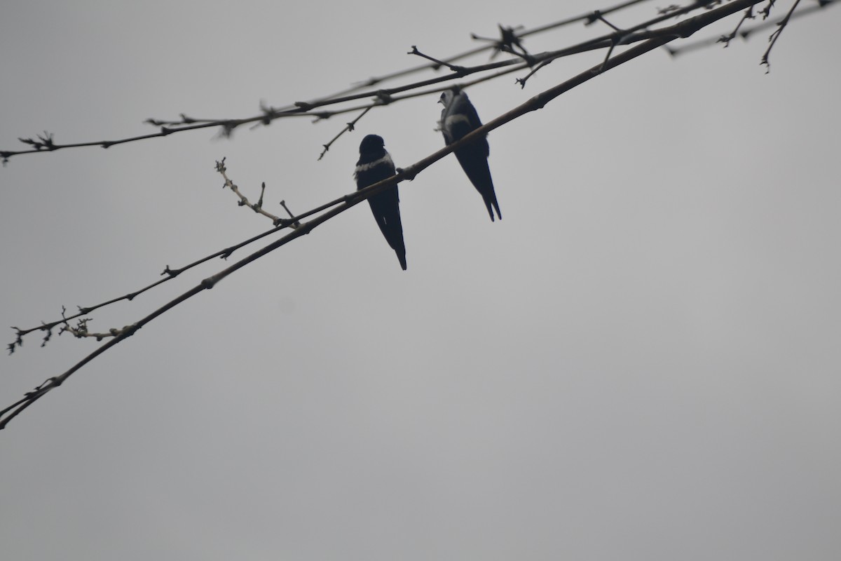 White-banded Swallow - ML625452157