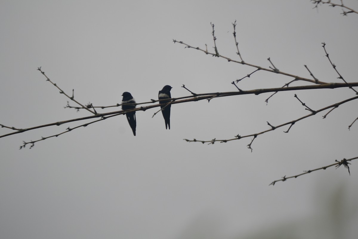 White-banded Swallow - ML625452158