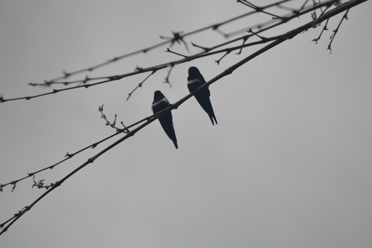 White-banded Swallow - Miguel Arcángel García Pardo