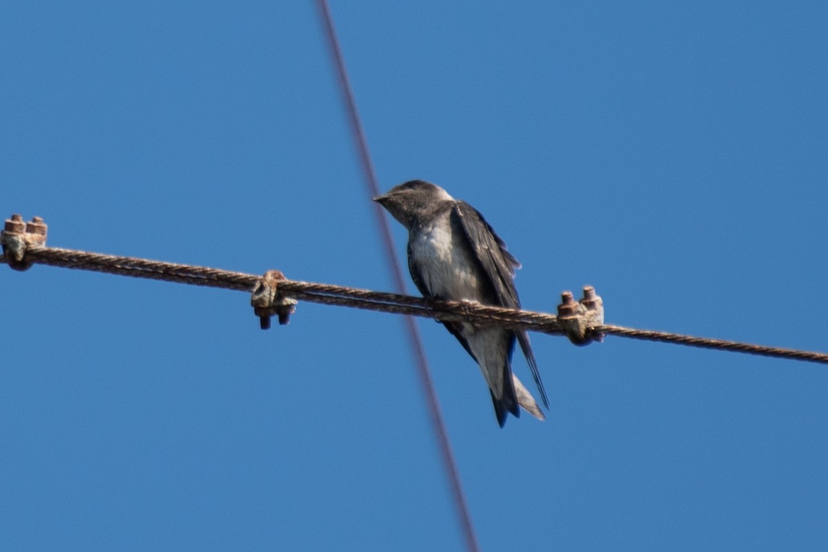 Purple Martin - ML625452160