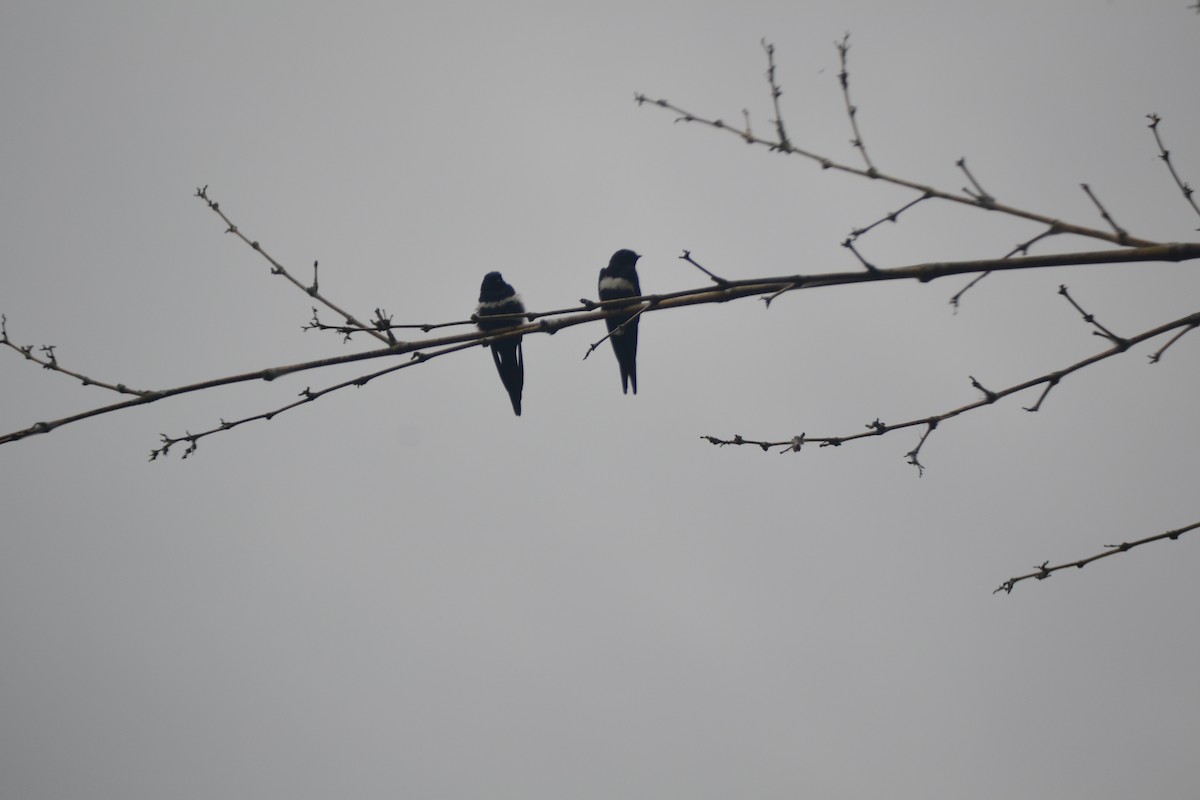 White-banded Swallow - Miguel Arcángel García Pardo