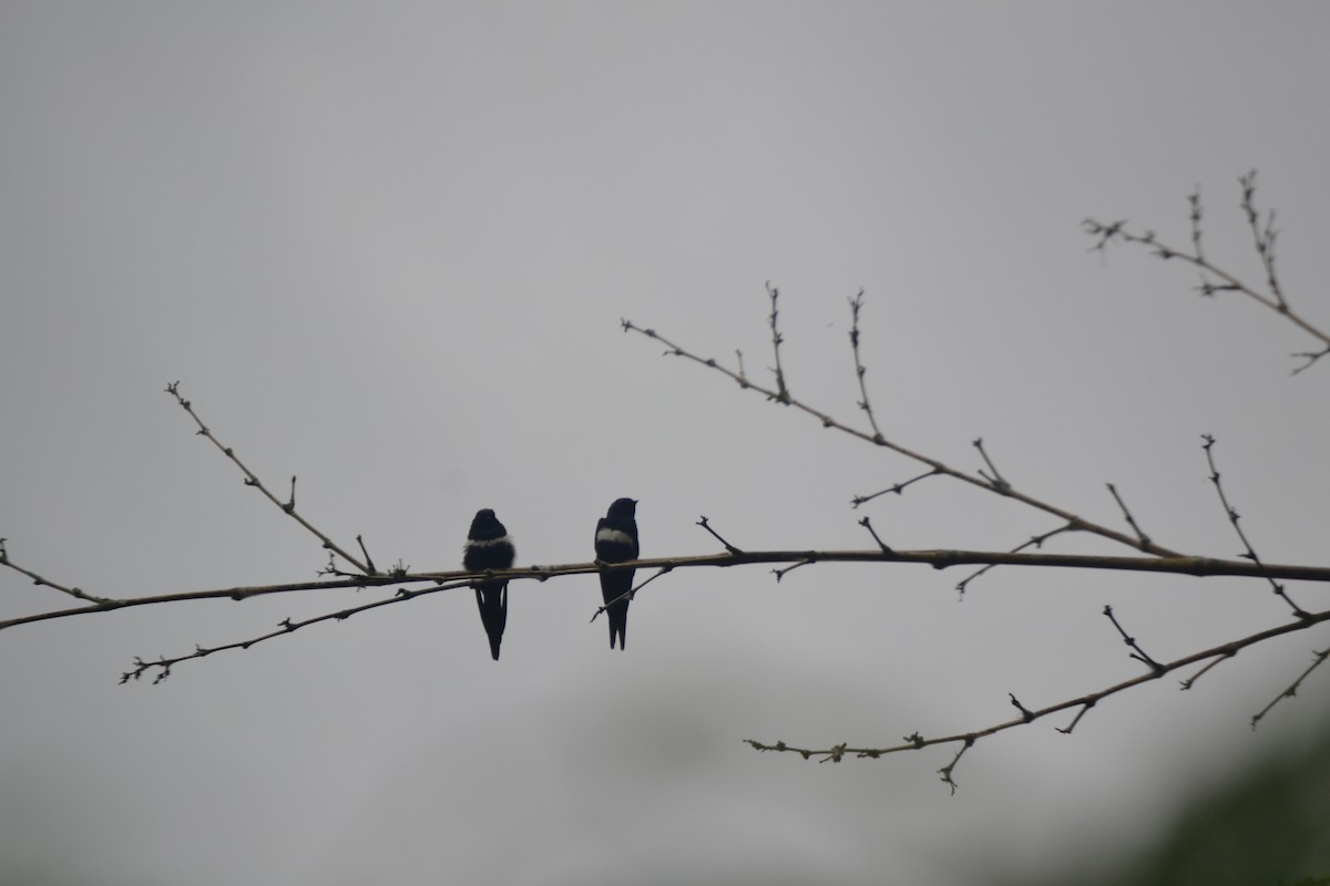 White-banded Swallow - ML625452162