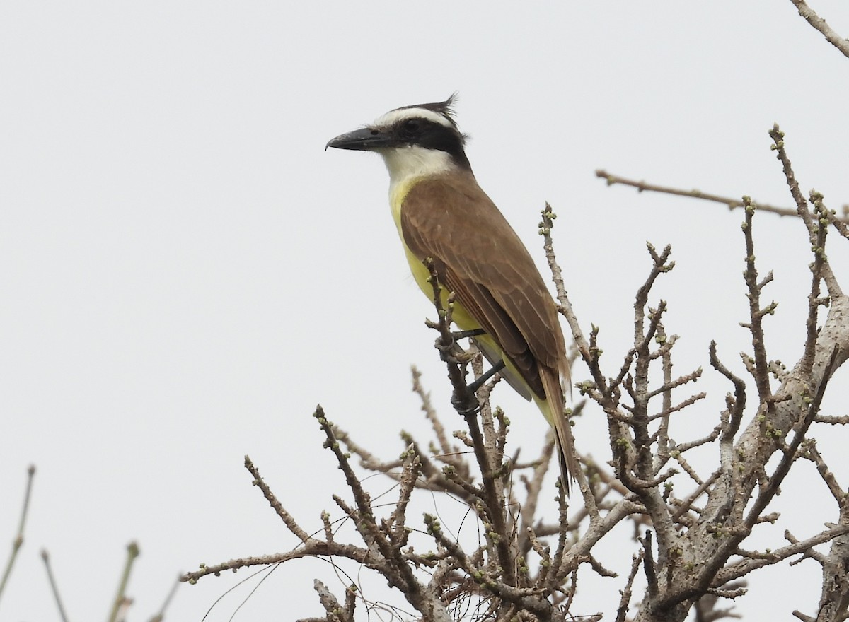 Boat-billed Flycatcher (South American) - ML625452394