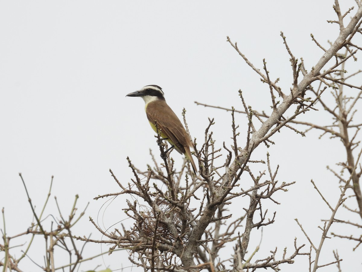 Boat-billed Flycatcher (South American) - ML625452395