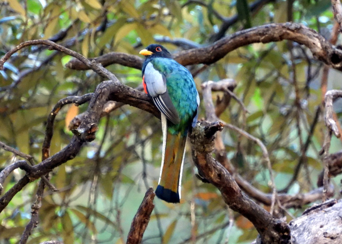 Elegant Trogon - Renee Goodhue