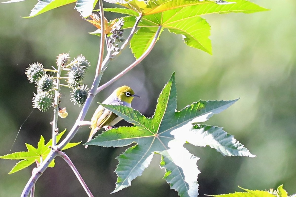 Silvereye - ML625452900