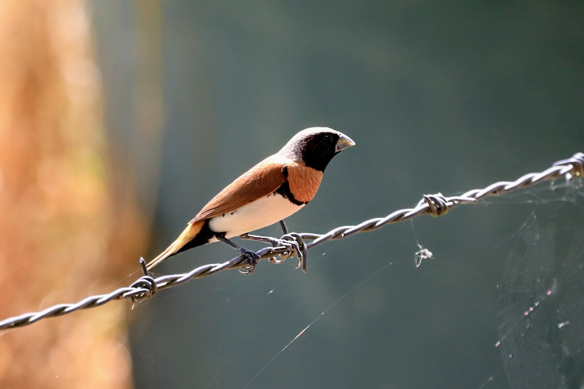 Chestnut-breasted Munia - ML625452909