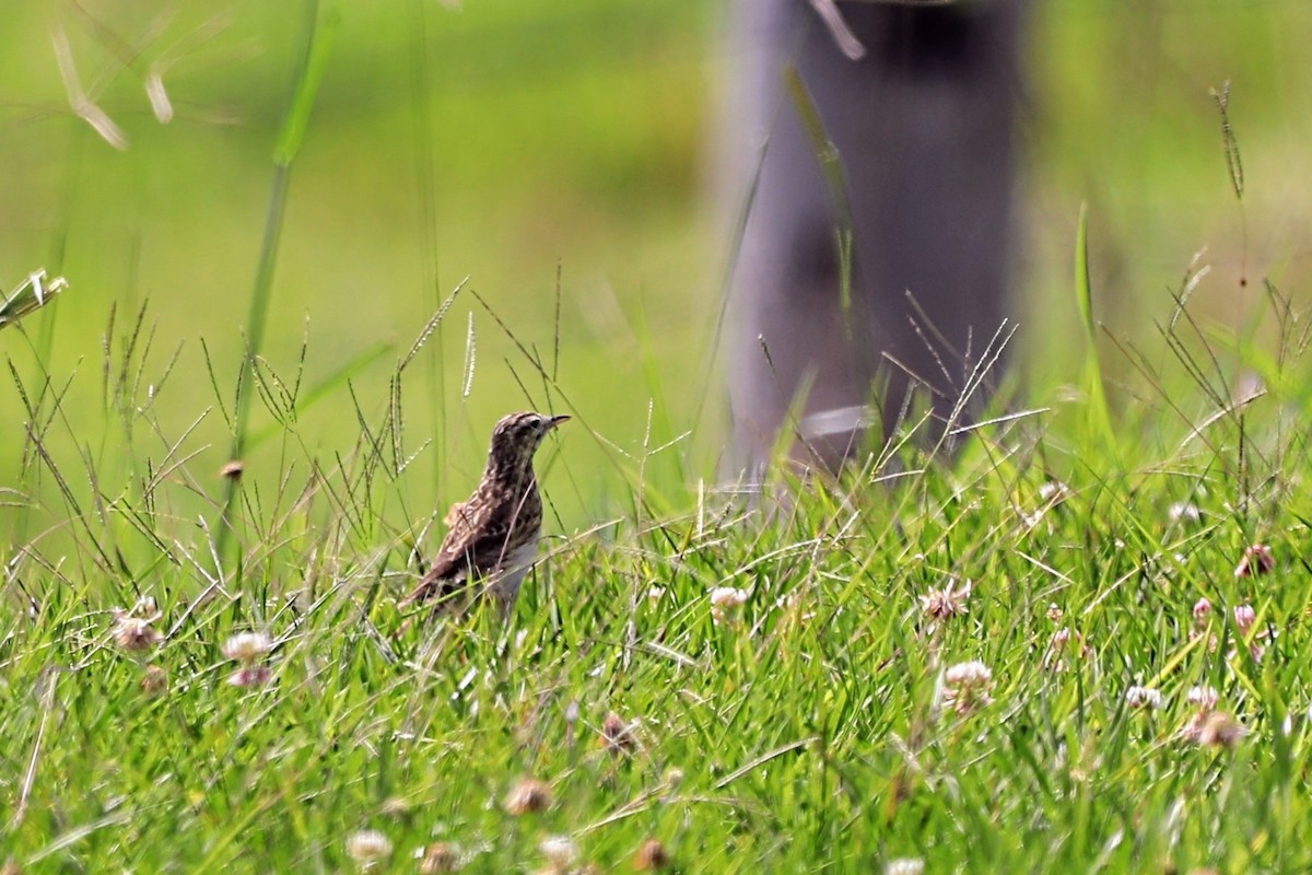 Australian Pipit - ML625452939