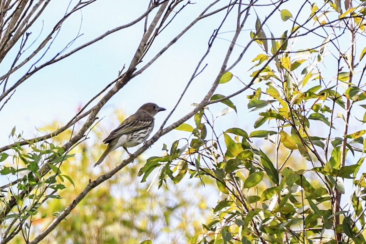 Australasian Figbird - ML625453004