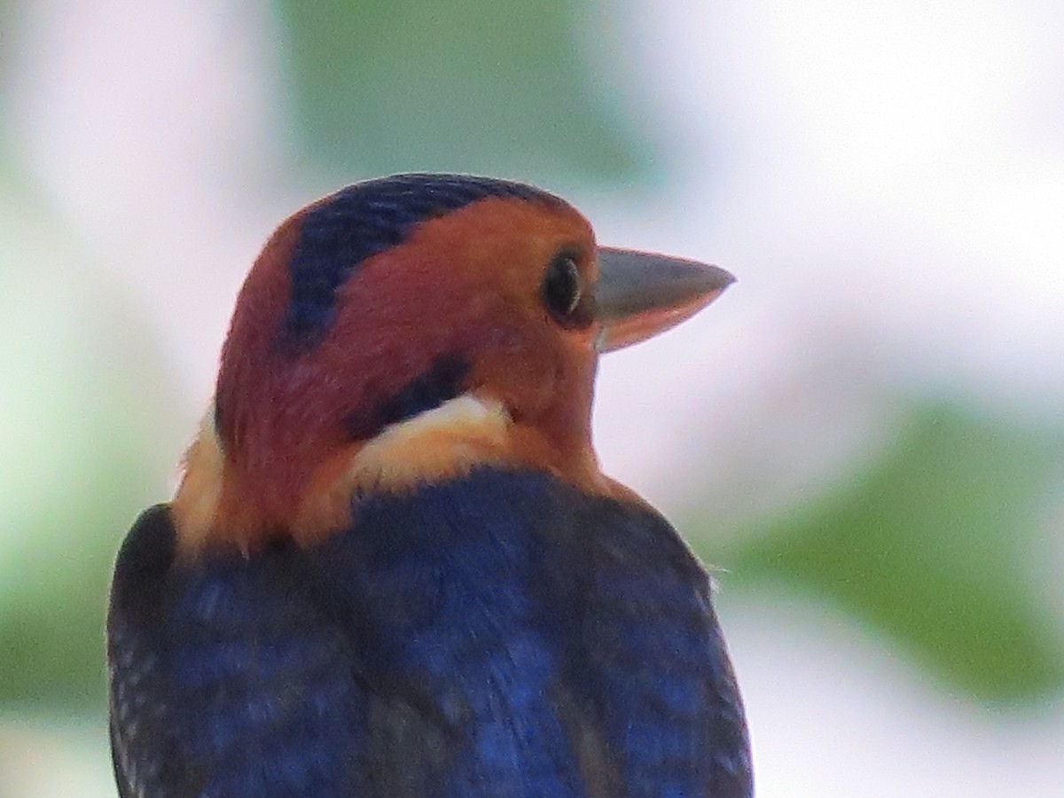 African Pygmy Kingfisher (Southern) - ML625453043