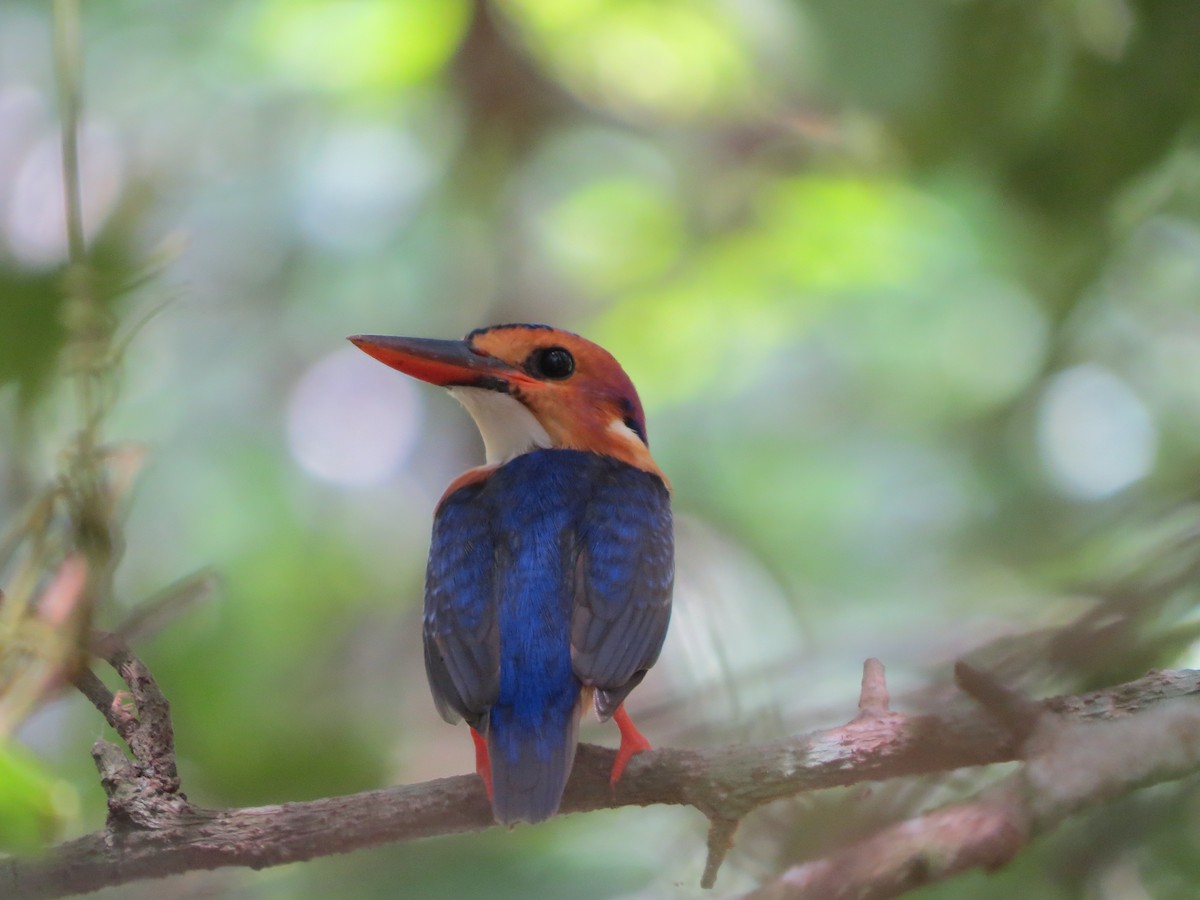 African Pygmy Kingfisher (Southern) - ML625453044