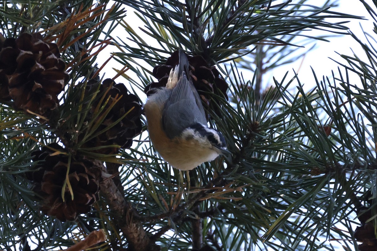 Red-breasted Nuthatch - ML625453288