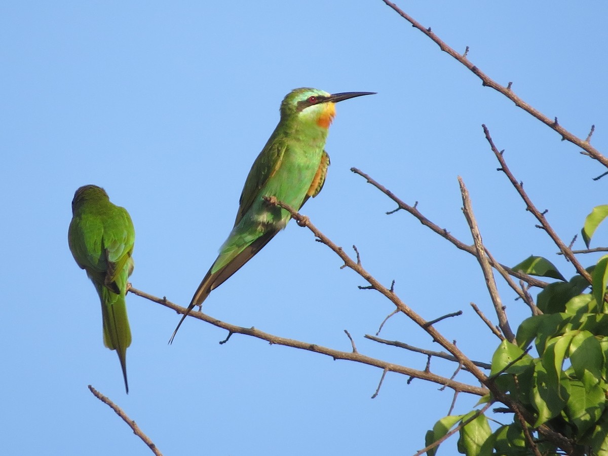 Blue-cheeked Bee-eater - Dave Russum