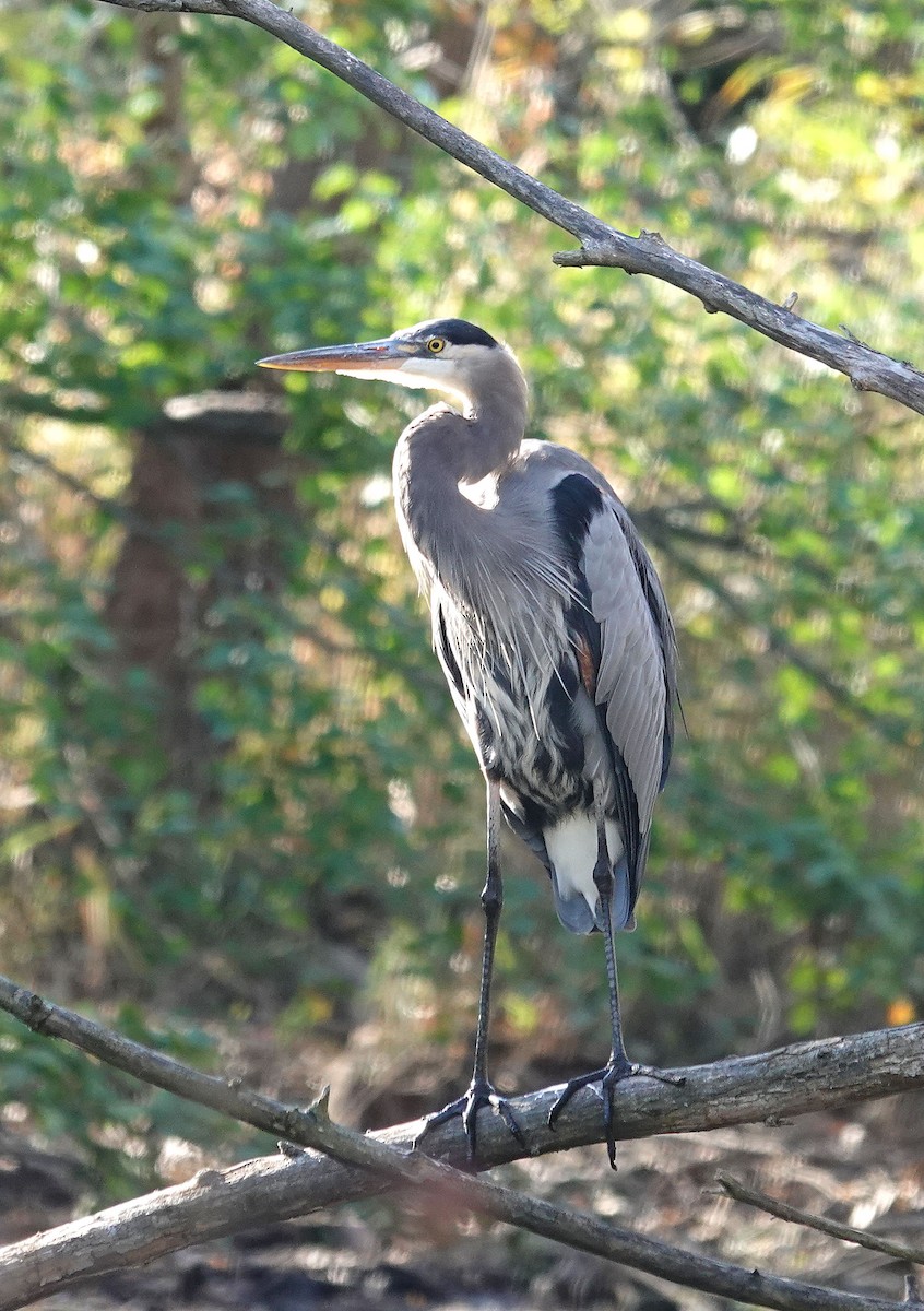 Great Blue Heron - ML625453386