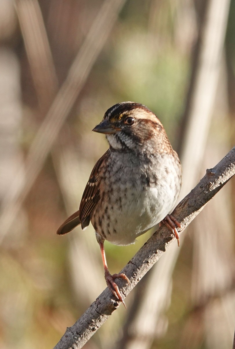 White-throated Sparrow - ML625453407