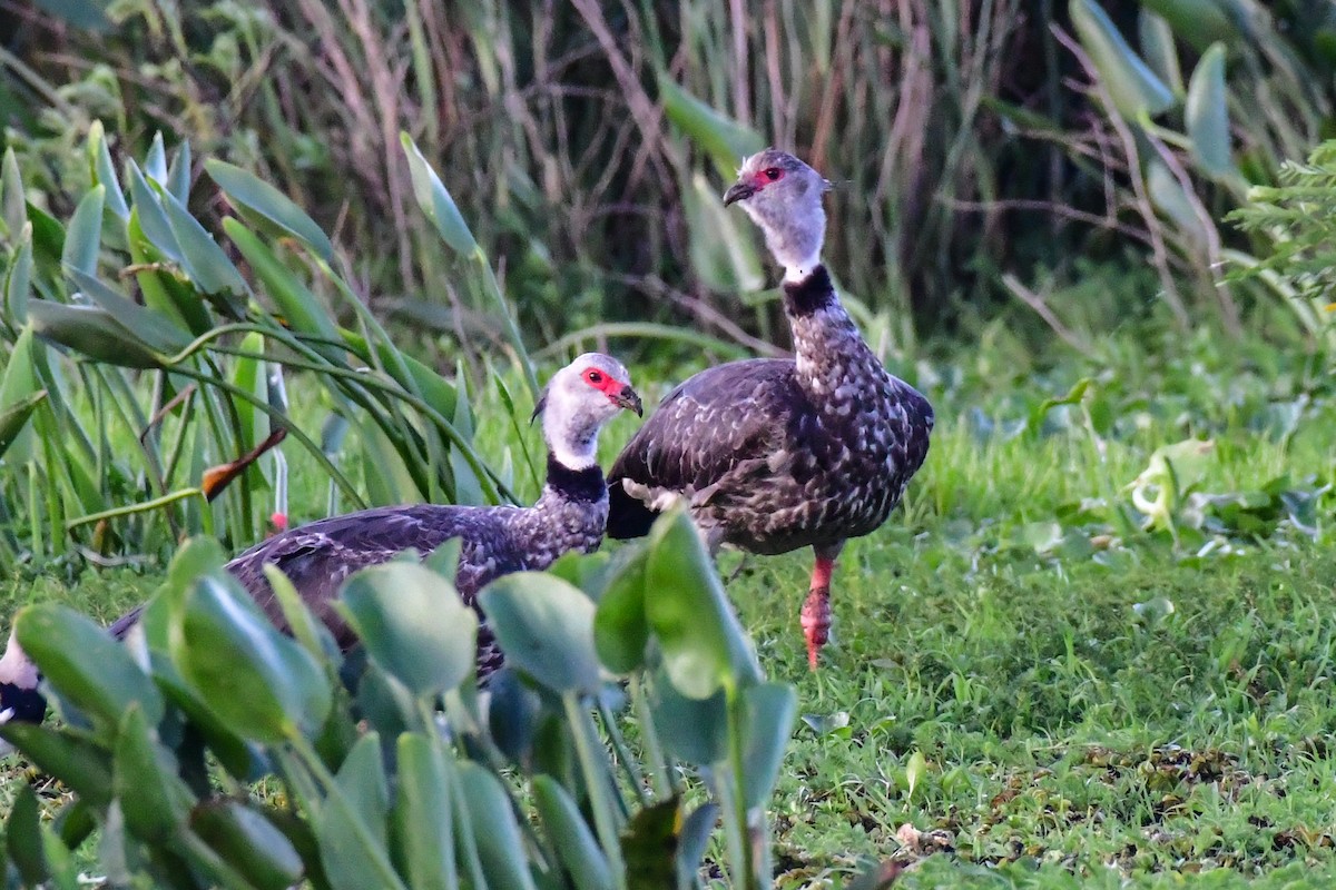 Southern Screamer - ML625453682