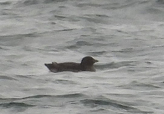 Rhinoceros Auklet - ML625453694