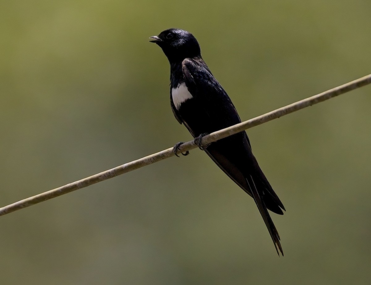 White-banded Swallow - ML625453739