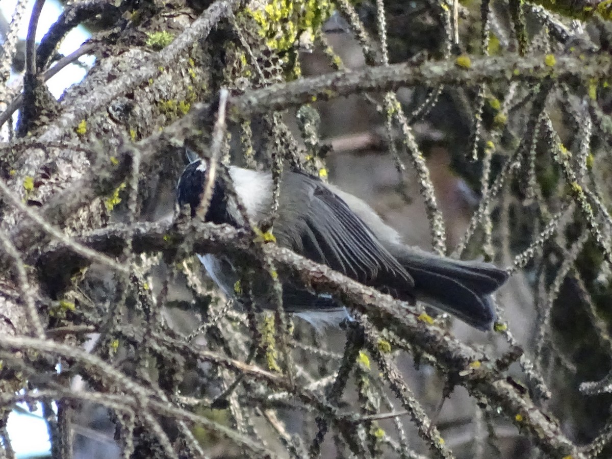 Mountain Chickadee - ML625453743