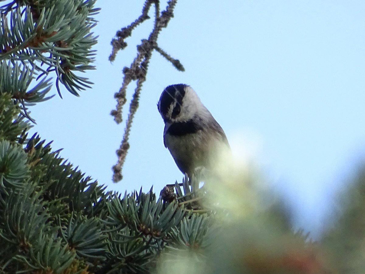 Mountain Chickadee - ML625453748